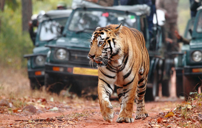   Top Zones for Wildlife Viewing